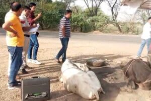 सीआईए नूंह की कार्रवाई, एंबुलेंस से चार गाय मुक्त, हथियार और कारतूस बरामद।