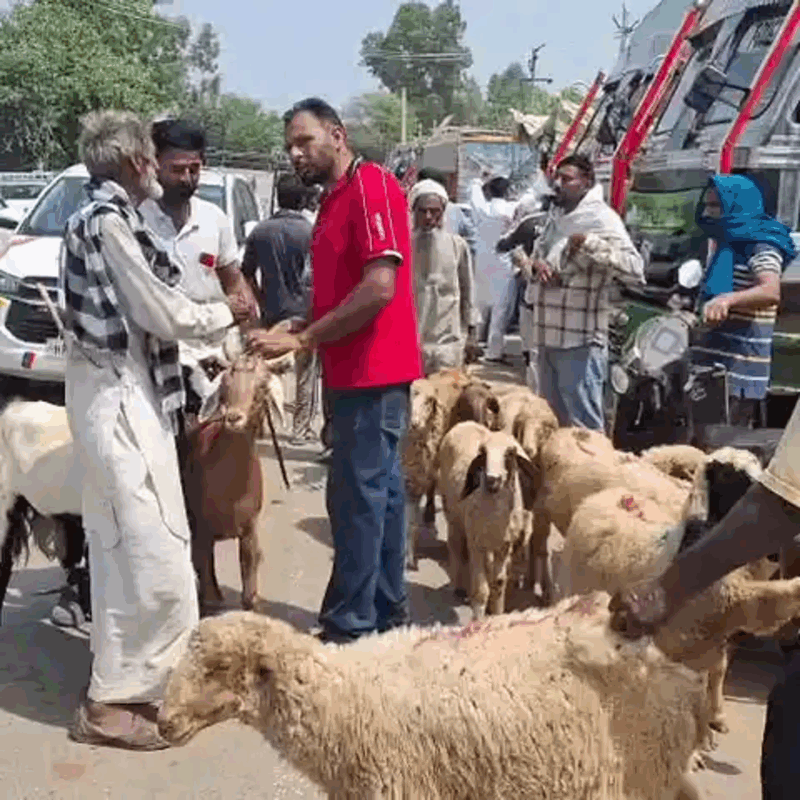 Ambala News | बकरा मंडी का ₹6.5 करोड़ में टेंडर : शुल्क वसूली का व्यापारियों ने किया विरोध