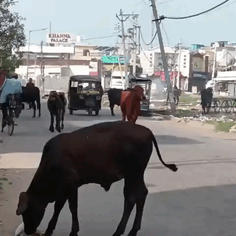 Ambala News | सड़कों पर बेसहारा पशुओं से परेशानी : नगर निगम ने शुरू की कार्रवाई | हादसों का बना खतरा