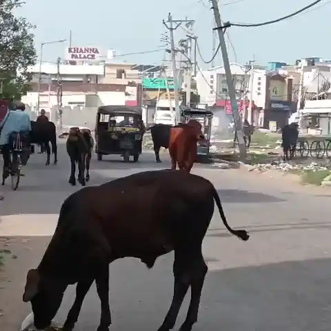 Ambala News | सड़कों पर बेसहारा पशुओं से परेशानी : नगर निगम ने शुरू की कार्रवाई | हादसों का बना खतरा