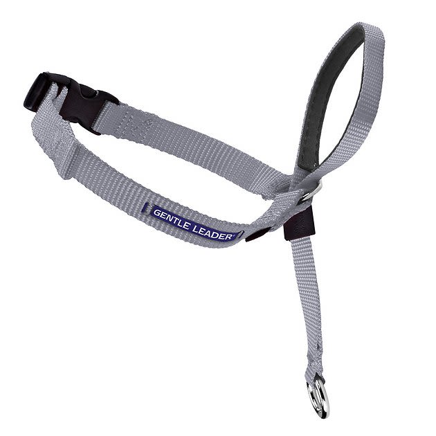 PETSAFE Gentle Leader Padded No Pull Dog Headcollar, Silver, Medium: 9 to 19-in neck - Chewy.com
