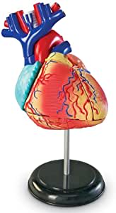 Amazon.com: Learning Resources Human Heart Model, Working Heart Model, Anatomy for Kids, Human Body 