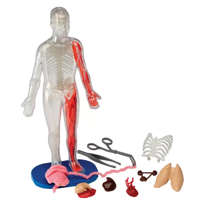 Squishy Human Body Anatomy Kit : Target