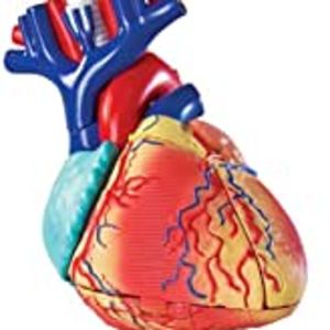 Amazon.com: Learning Resources Human Heart Model, Working Heart Model, Anatomy for Kids, Human Body 