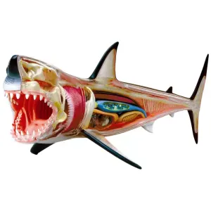 4d Master Great White Shark Anatomy 4-d Model : Target