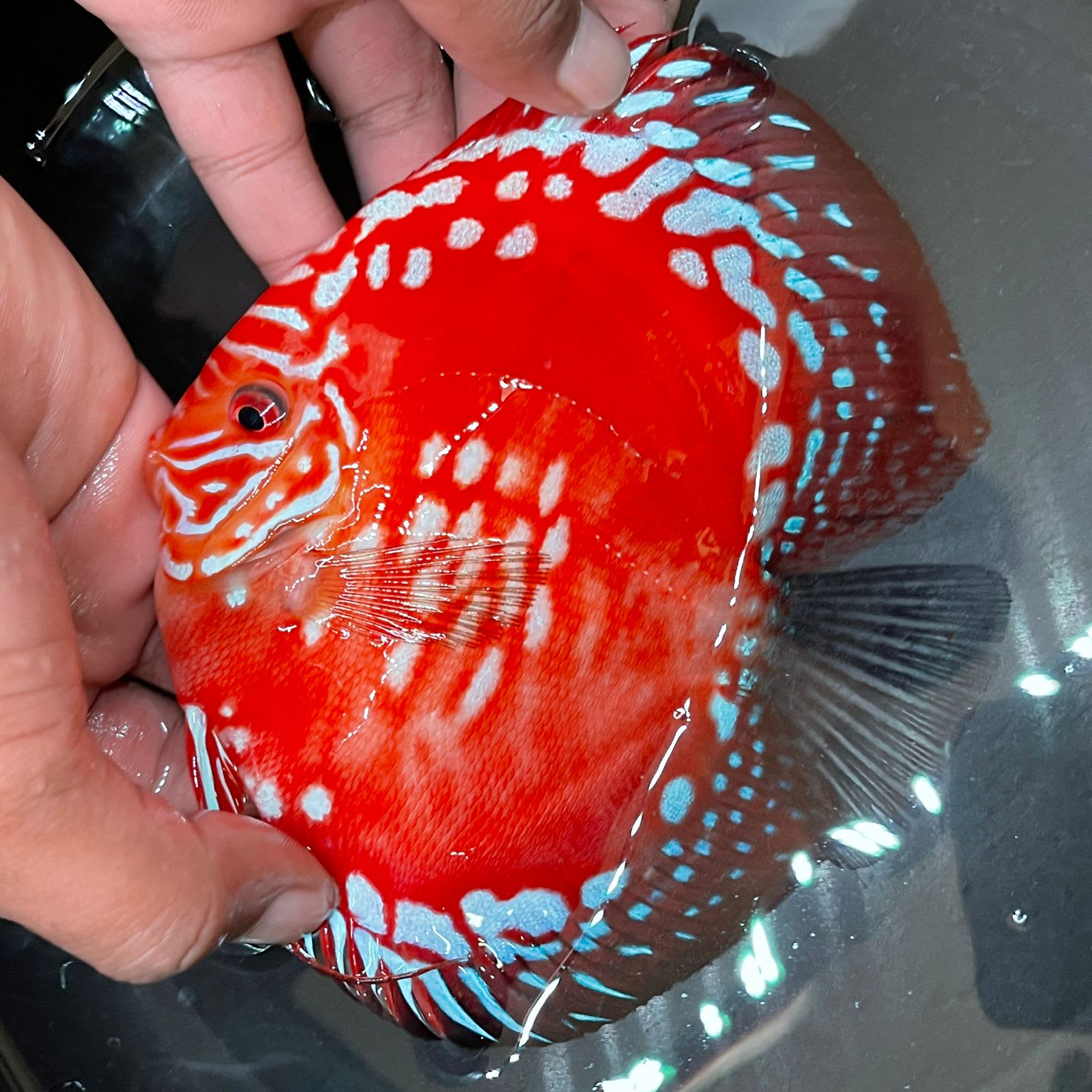 Jagger Discus - OzDiscus