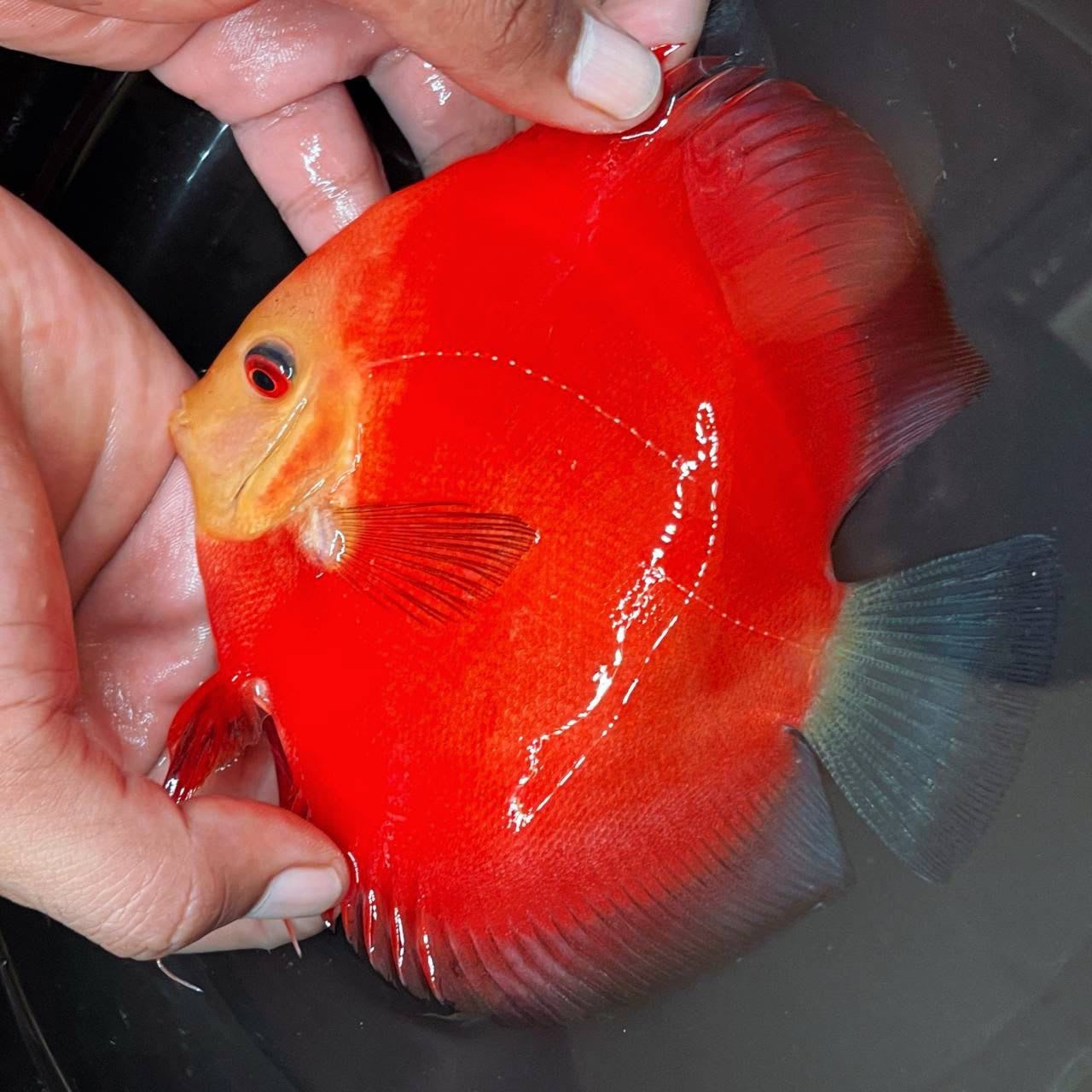 Jagger Discus - OzDiscus