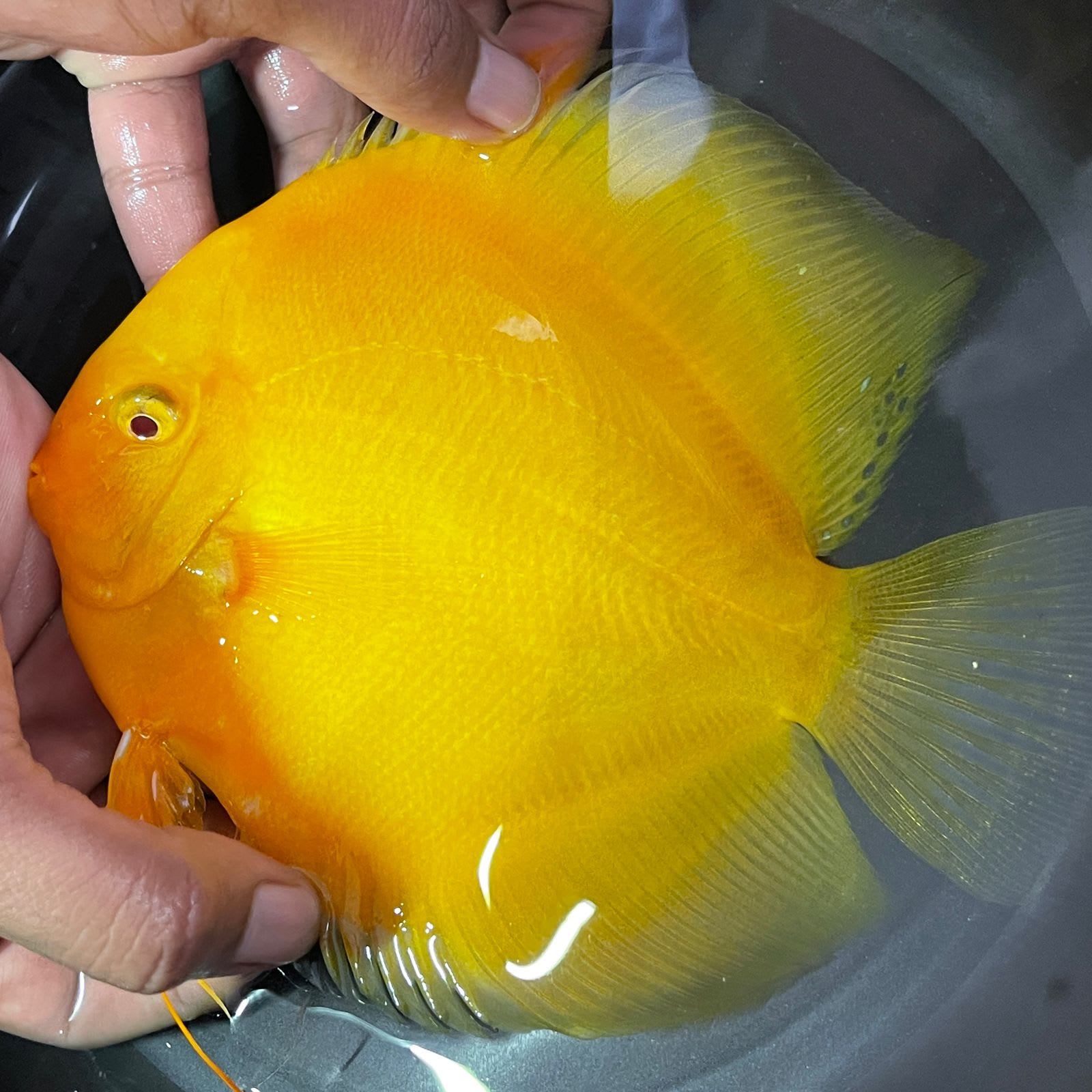 Jagger Discus - OzDiscus