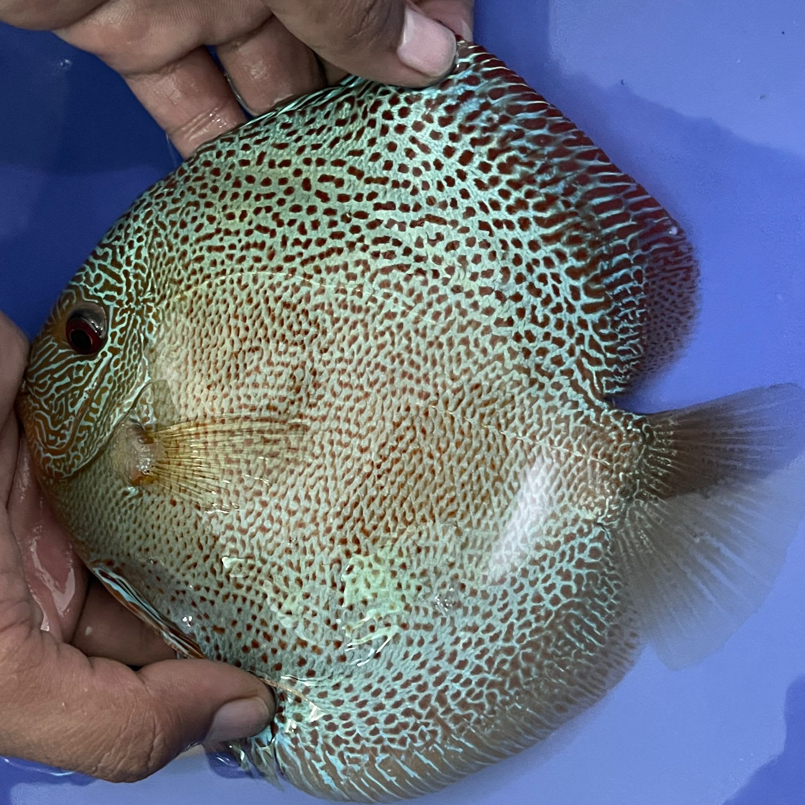 Jagger Discus - OzDiscus