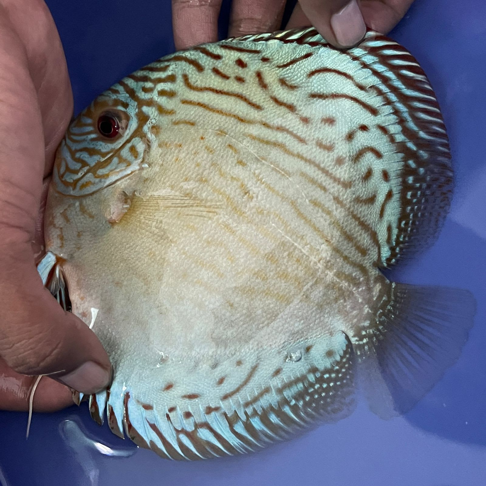 Jagger Discus - OzDiscus