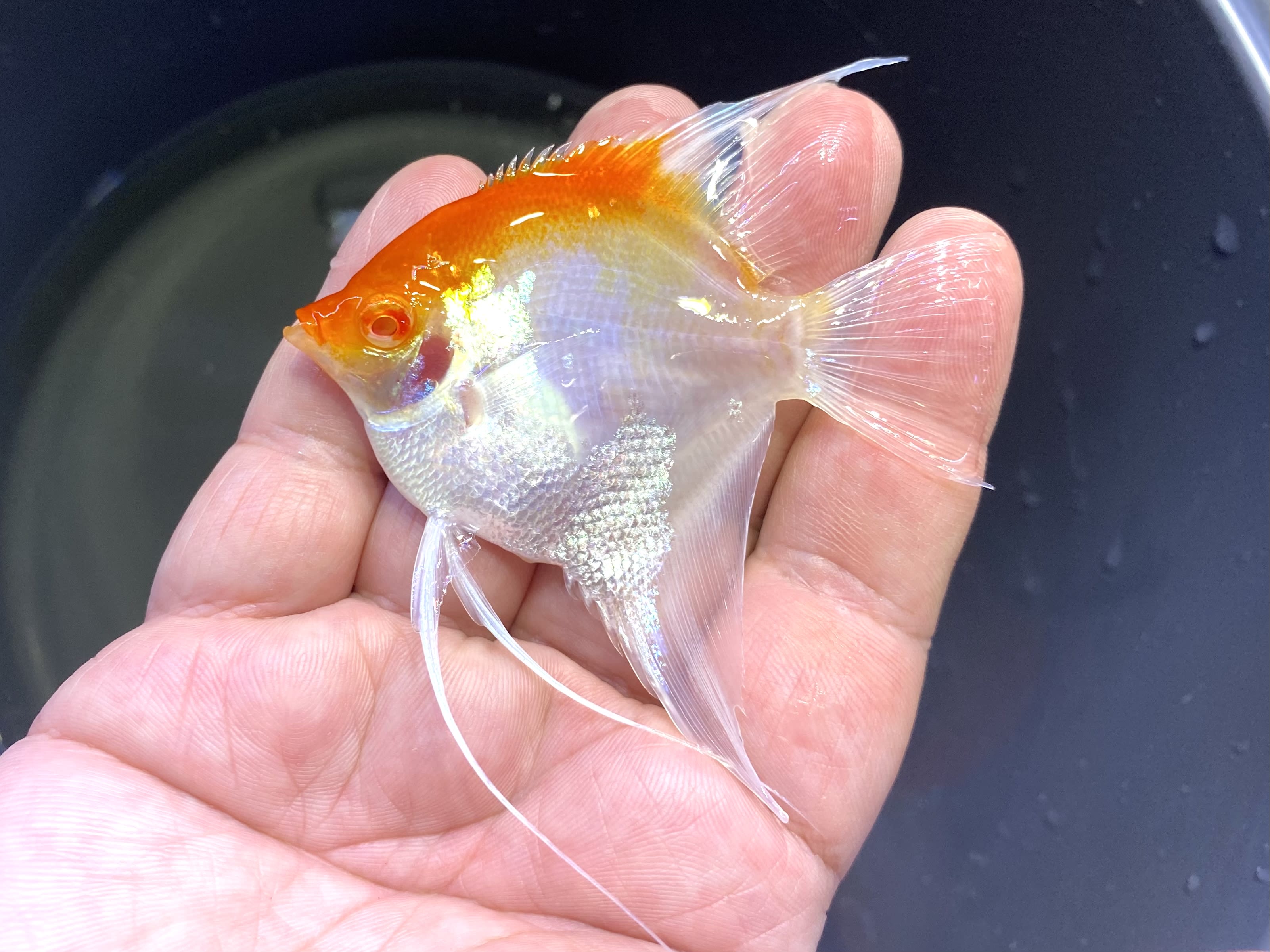 Angel Fish OzDiscus
