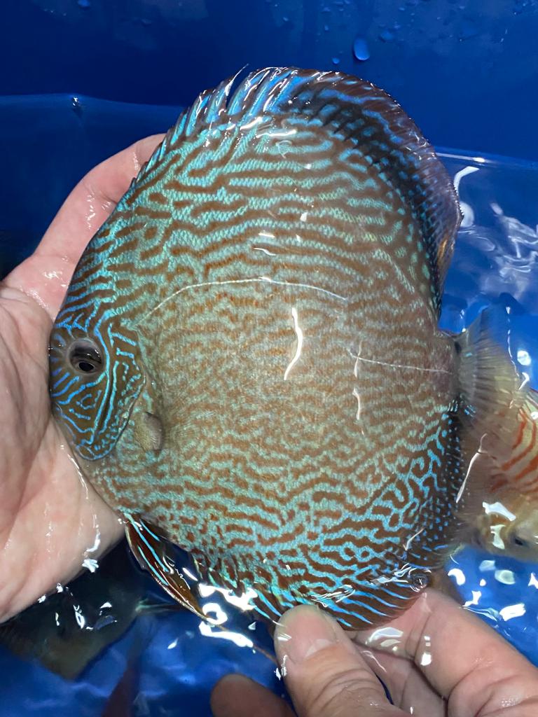 blue snakeskin 11 low