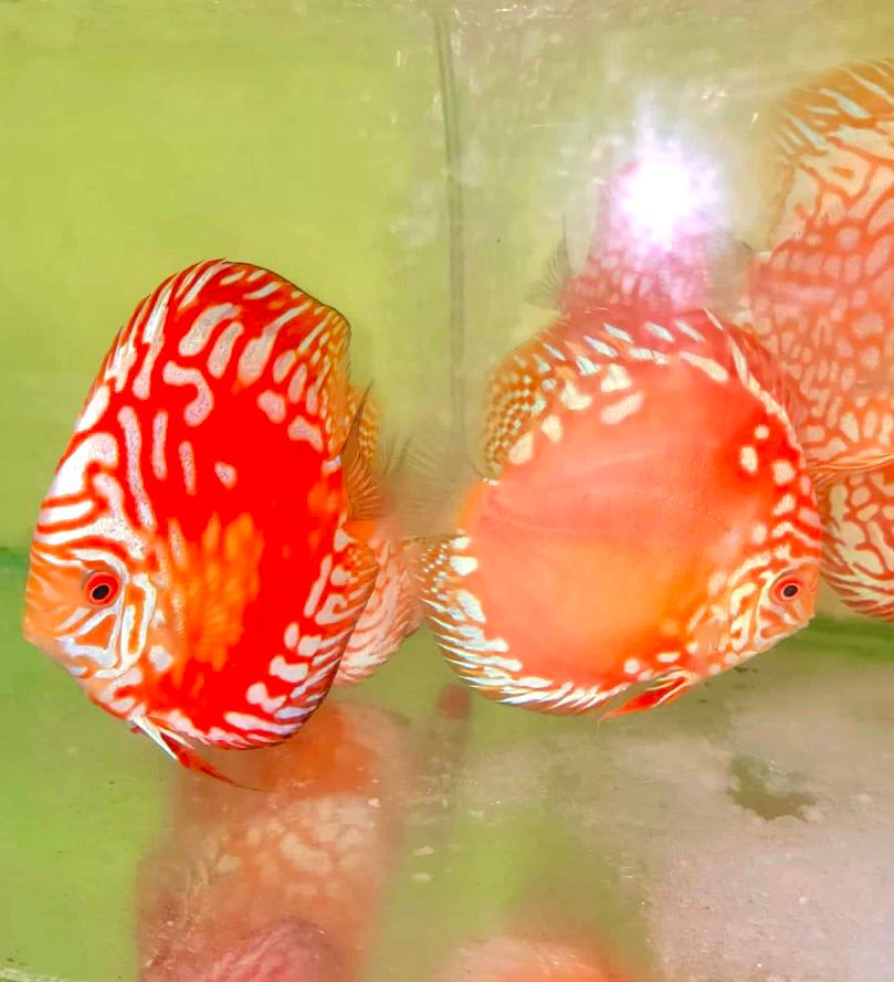 Red Kirin 11/12cm BO - OzDiscus