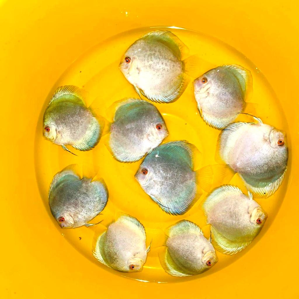 Mercury 7/8cm BO OzDiscus