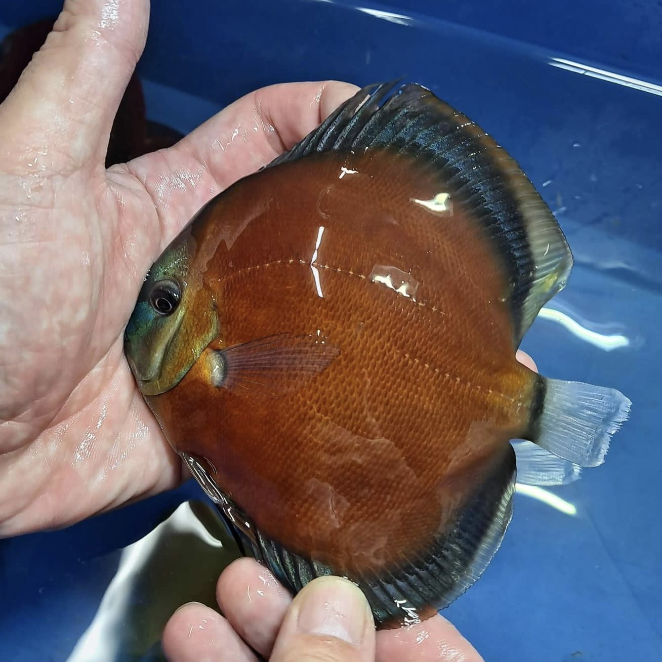 Red Cover Blue Rim 11/12cm BO - OzDiscus