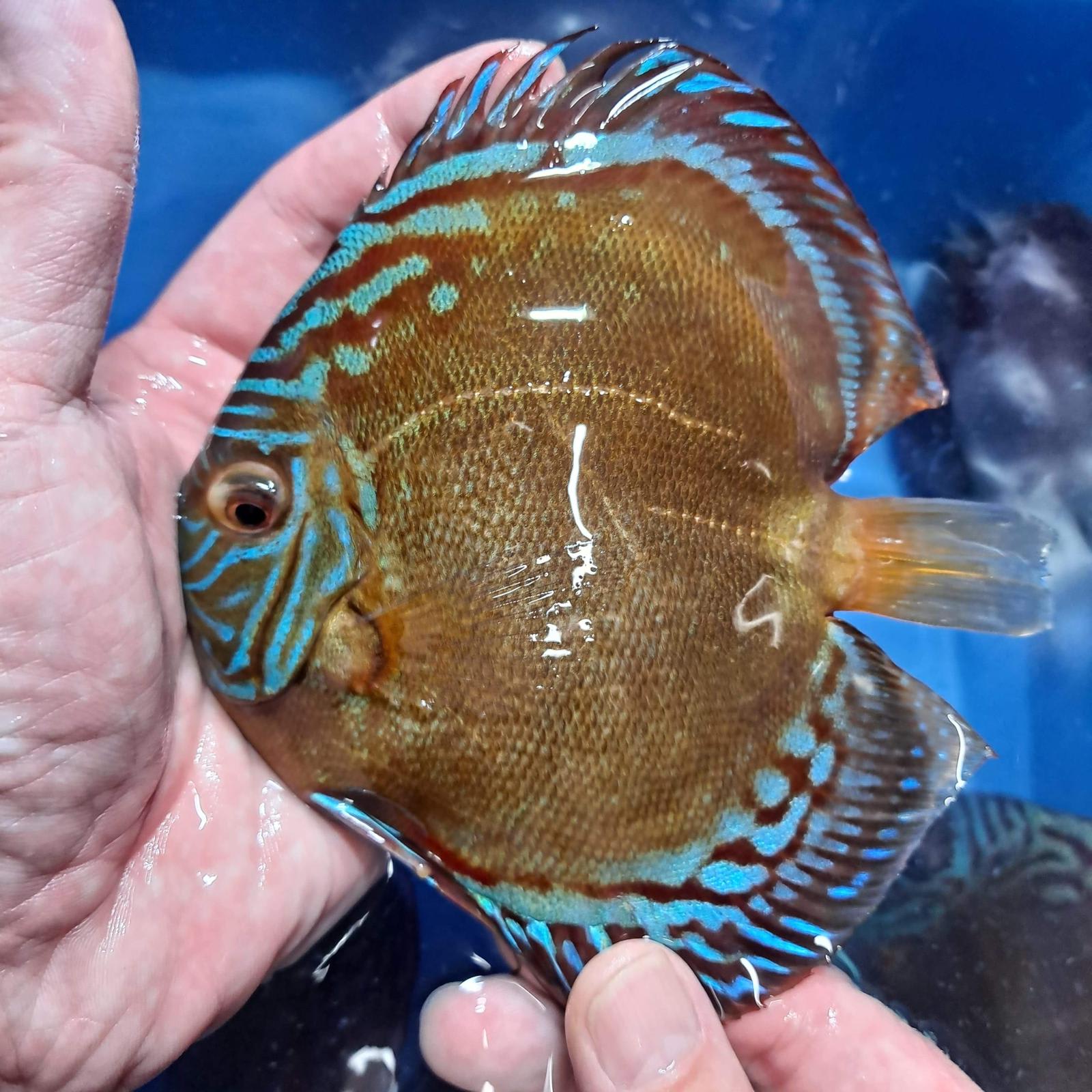 Red Alenquer 11/12cm BO - OzDiscus