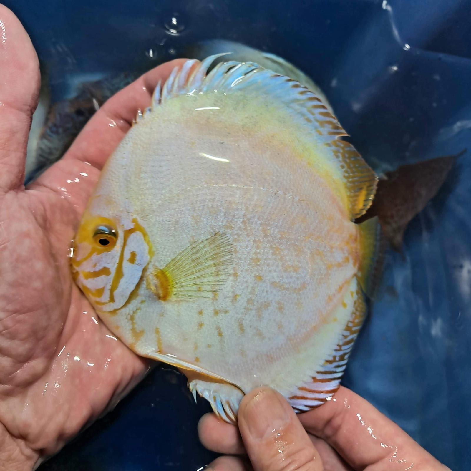 White Butterfly 11/12cm BO - OzDiscus