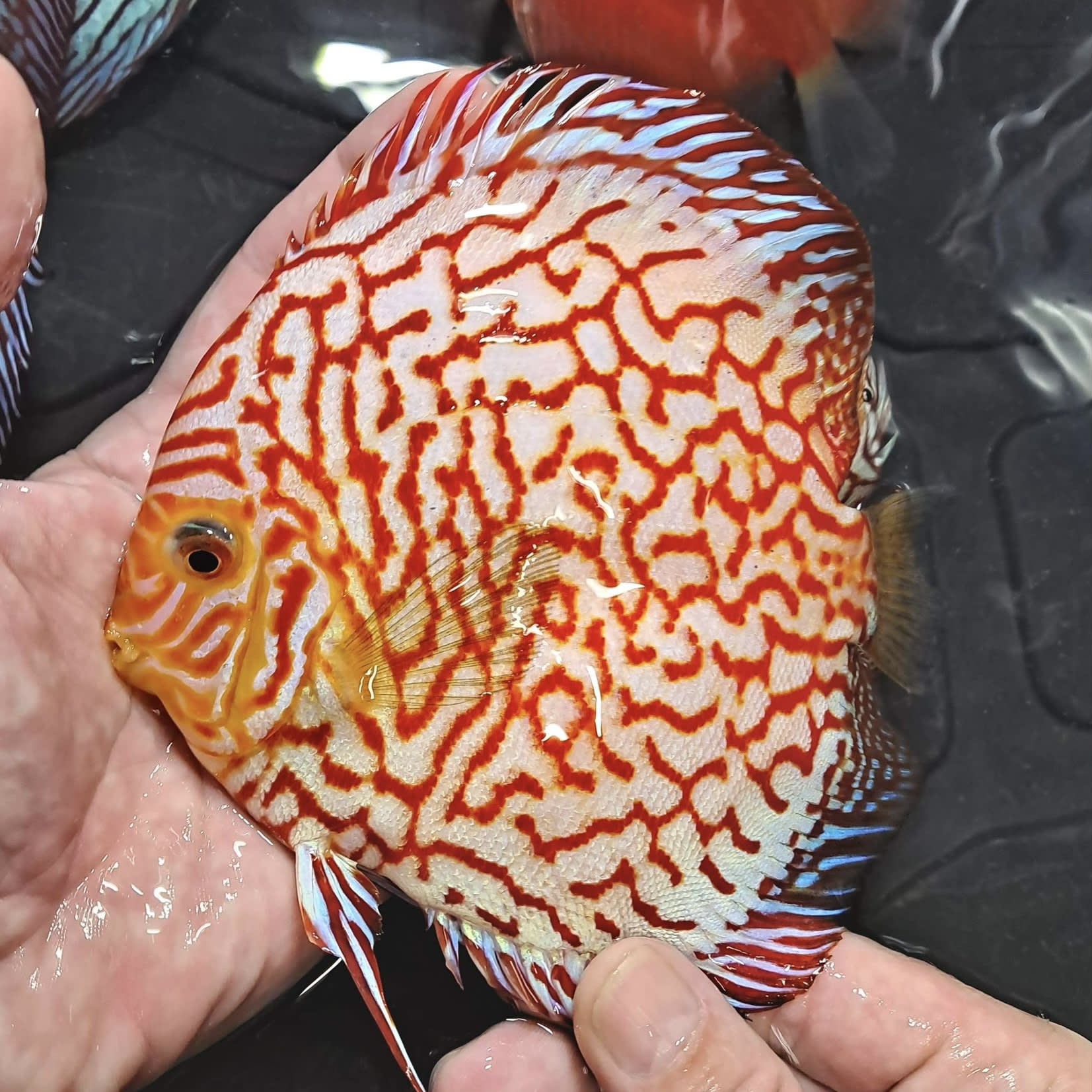 Pigeon Checkerboard 12cm BO - OzDiscus