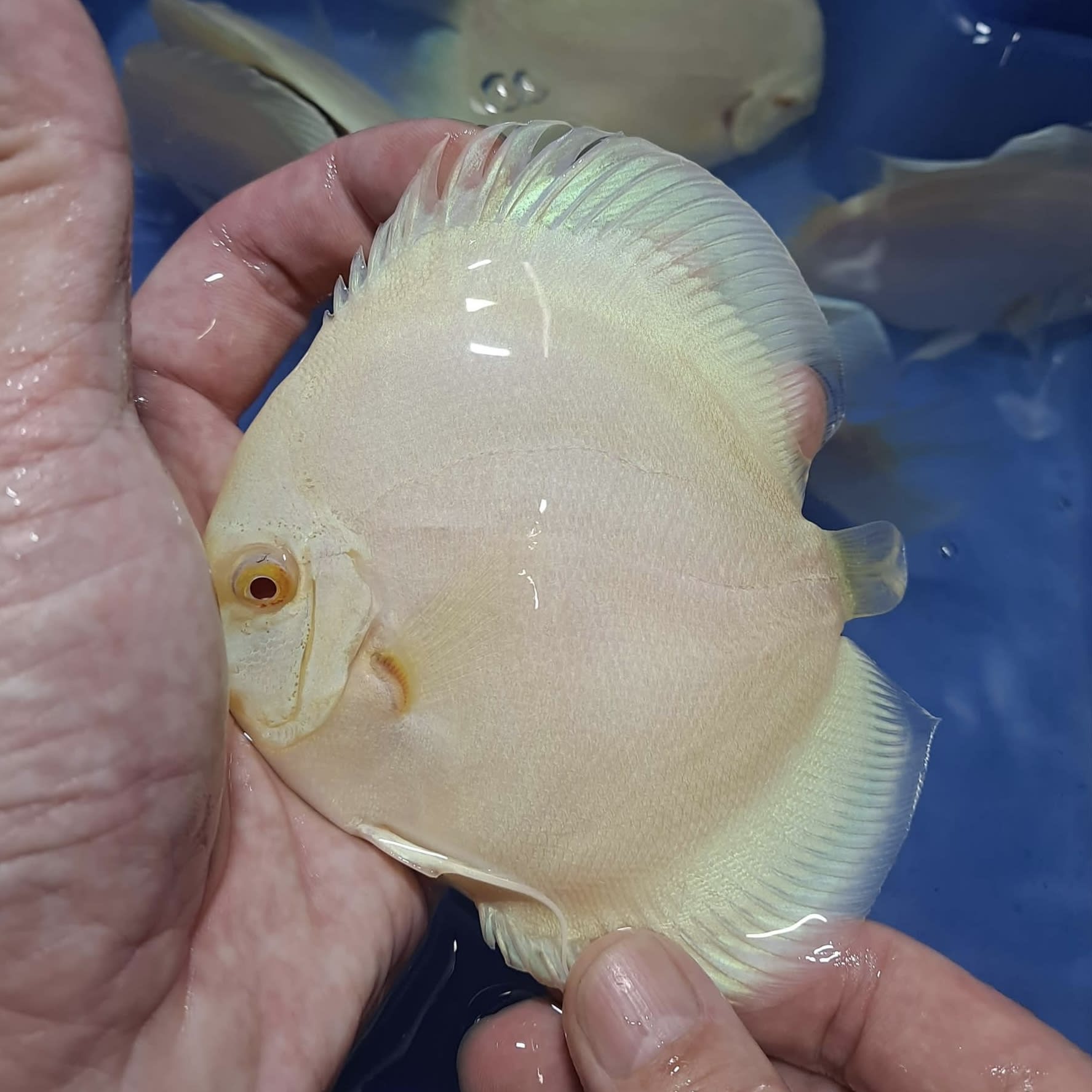 Albino Blue Diamond 10/11cm BO - OzDiscus