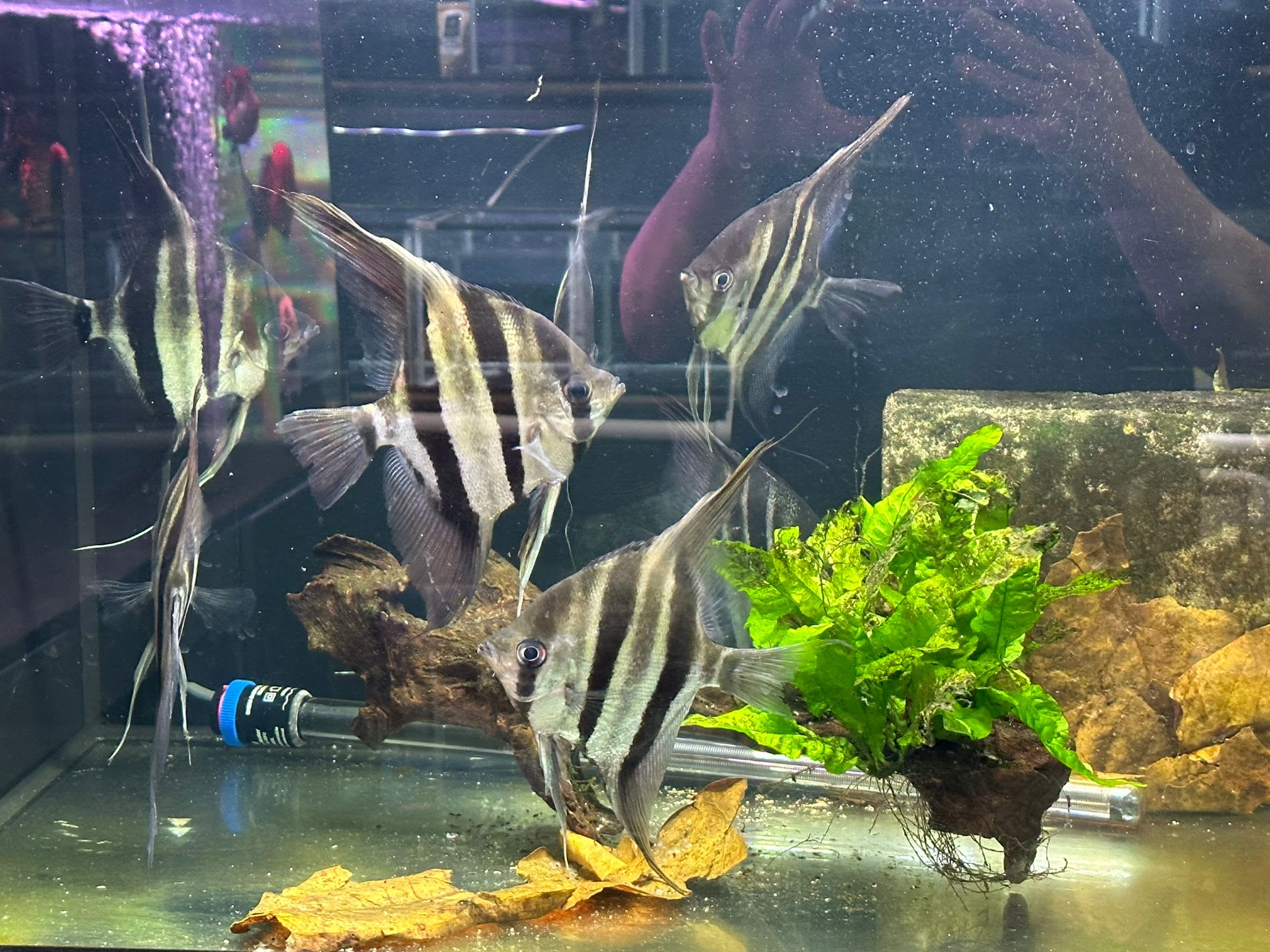 Angel Fish - OzDiscus