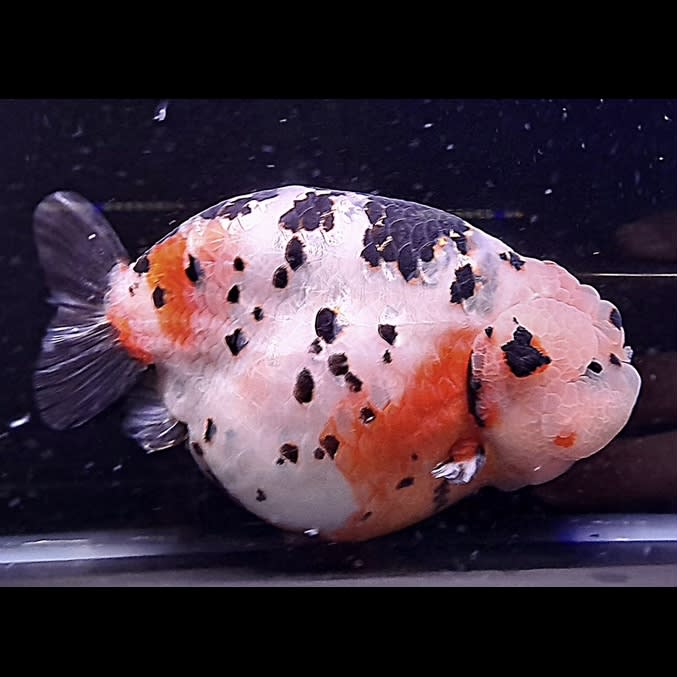 PAN Milk Cow Ranchu 1516cm OzDiscus