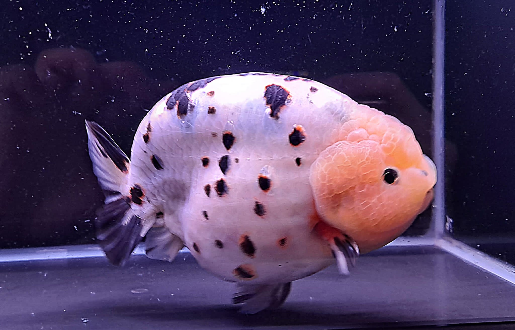 PAN Milk Cow Ranchu 1516cm OzDiscus