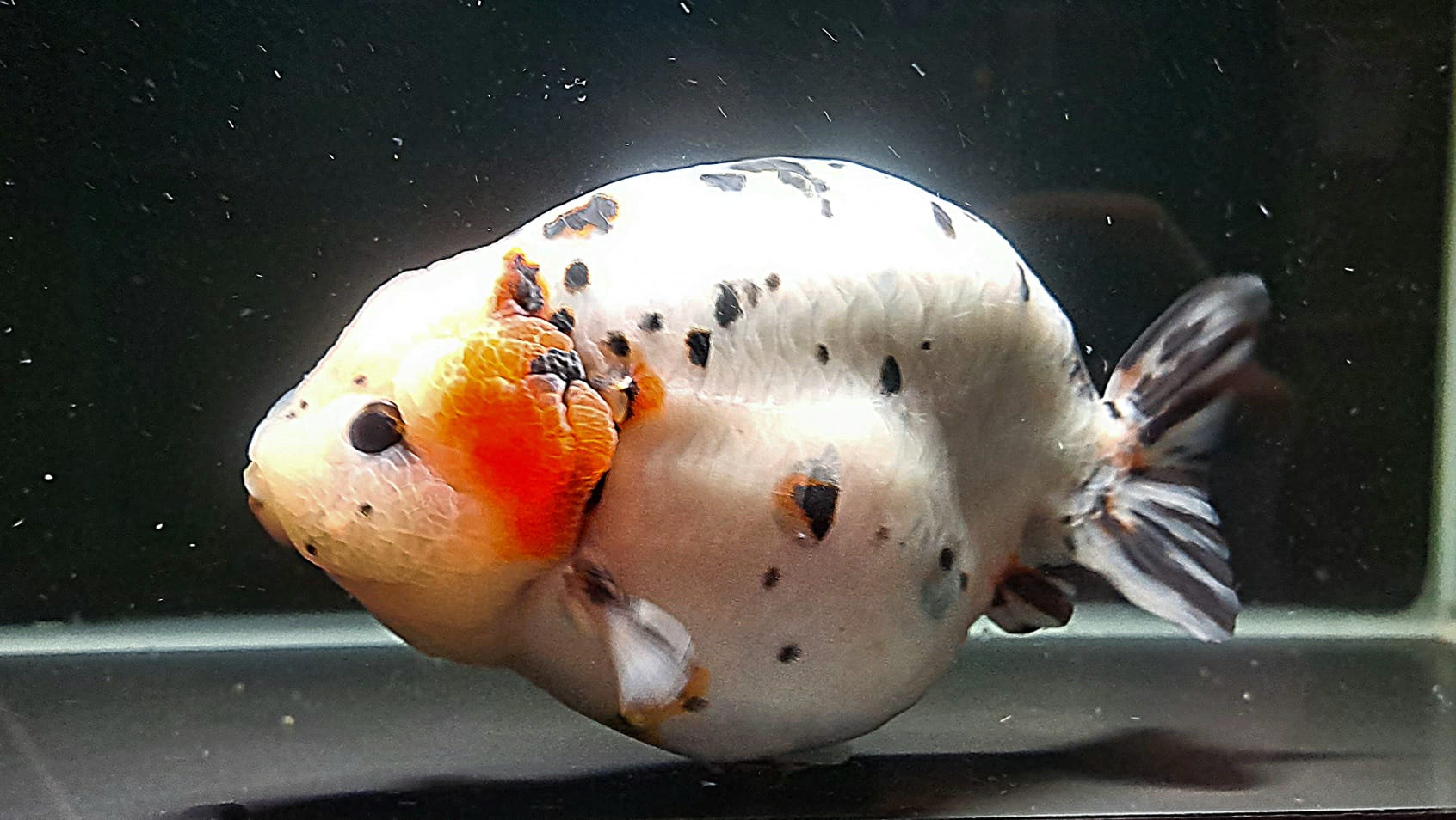 PAN Milk Cow Ranchu 1516cm OzDiscus