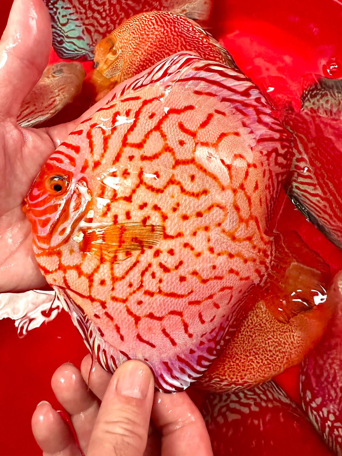 Red Jaguar 13/14cm BO - OzDiscus