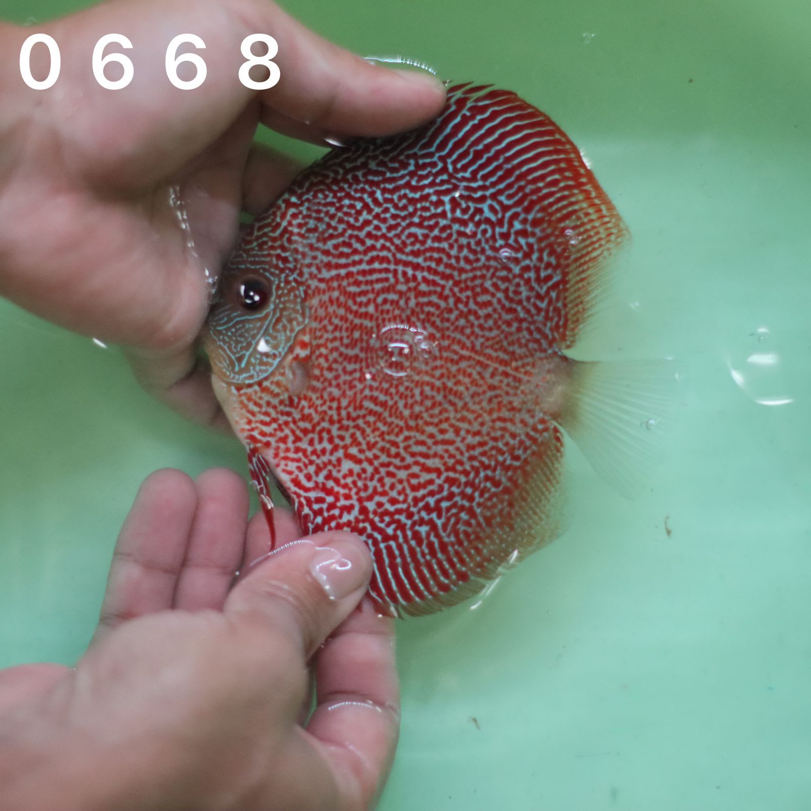 Super Panthera 9/10cm BO - OzDiscus