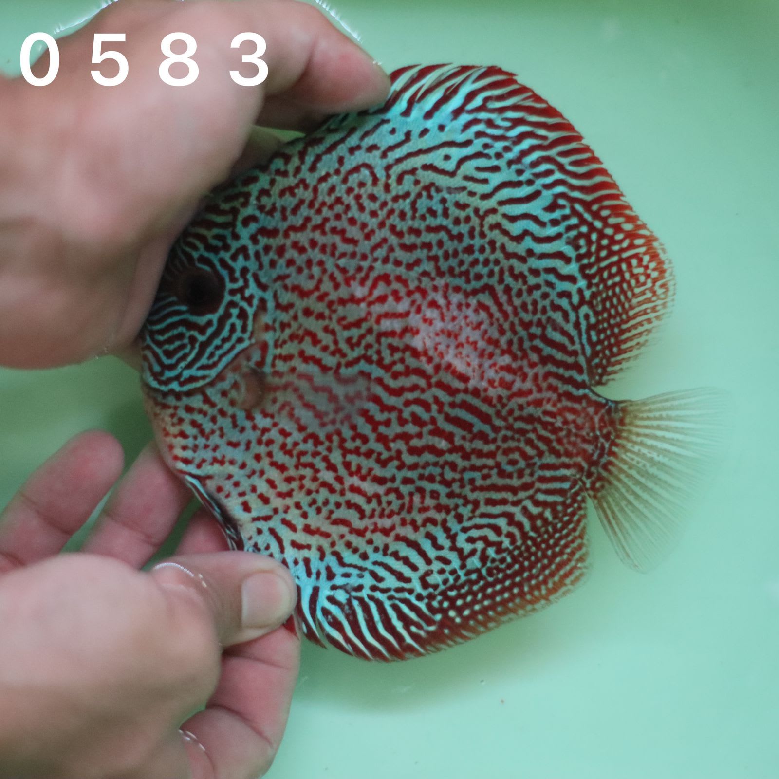 Leopard Panthera 12/13cm BO0 - OzDiscus