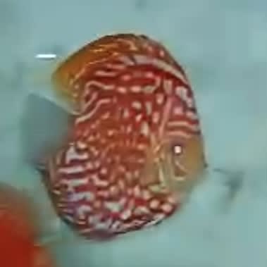 High Body Red Pigeon Rafflesia 8/9cm BO - OzDiscus