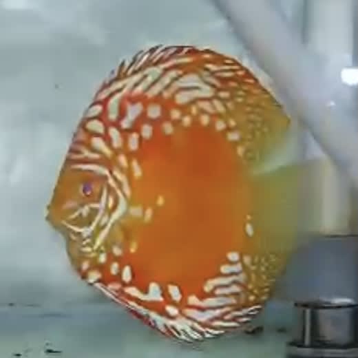 High Body Red Pigeon Rafflesia 8/9cm BO - OzDiscus