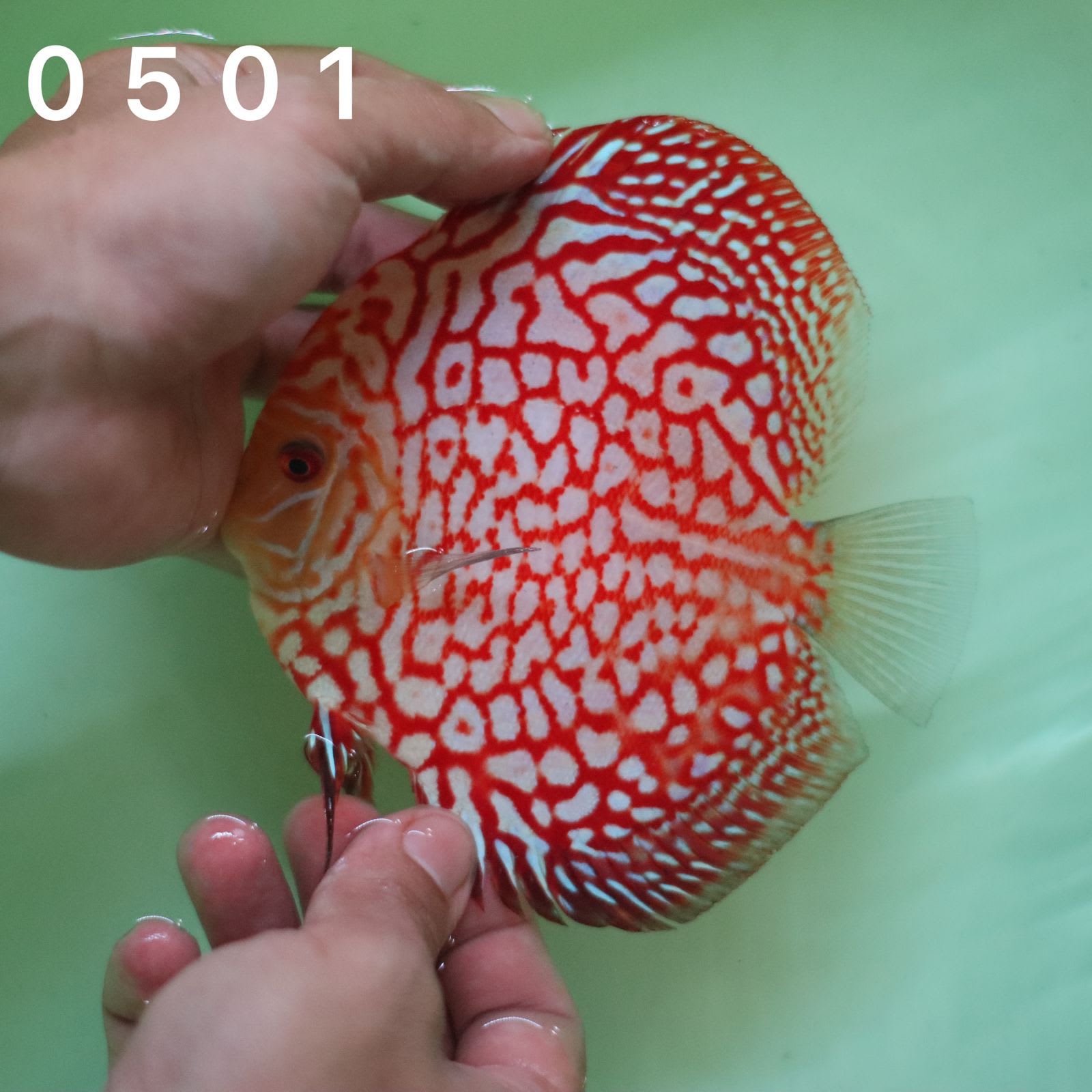 Red Jaguar 10/11cm BO - OzDiscus