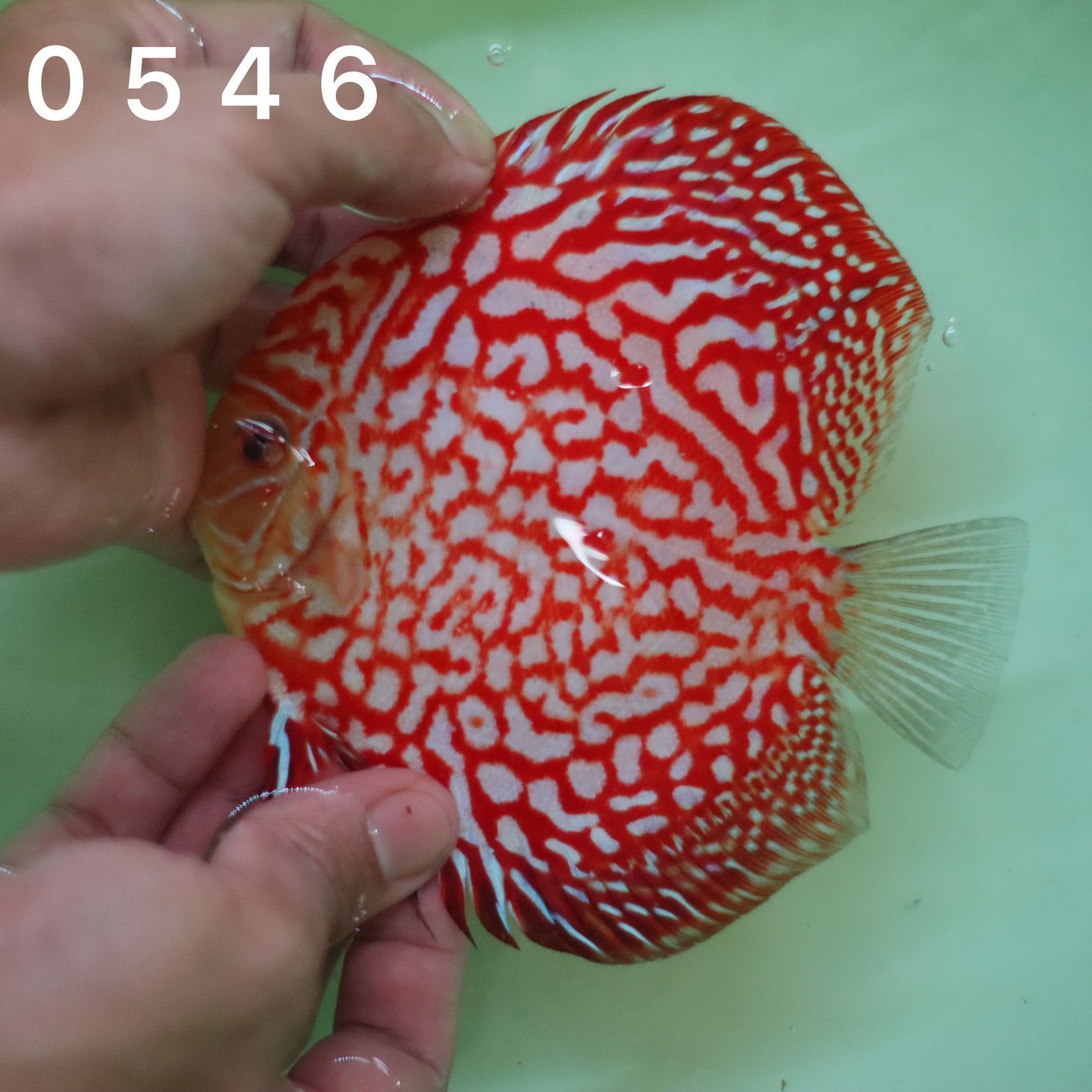 Red Jaguar 10/11cm BO - OzDiscus