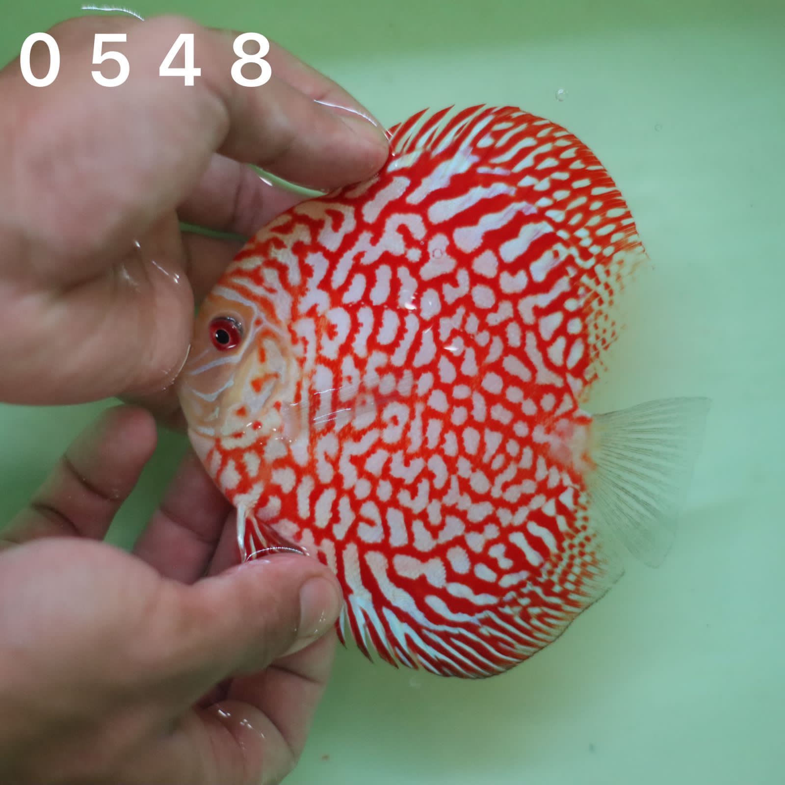 Red Jaguar 10/11cm BO - OzDiscus