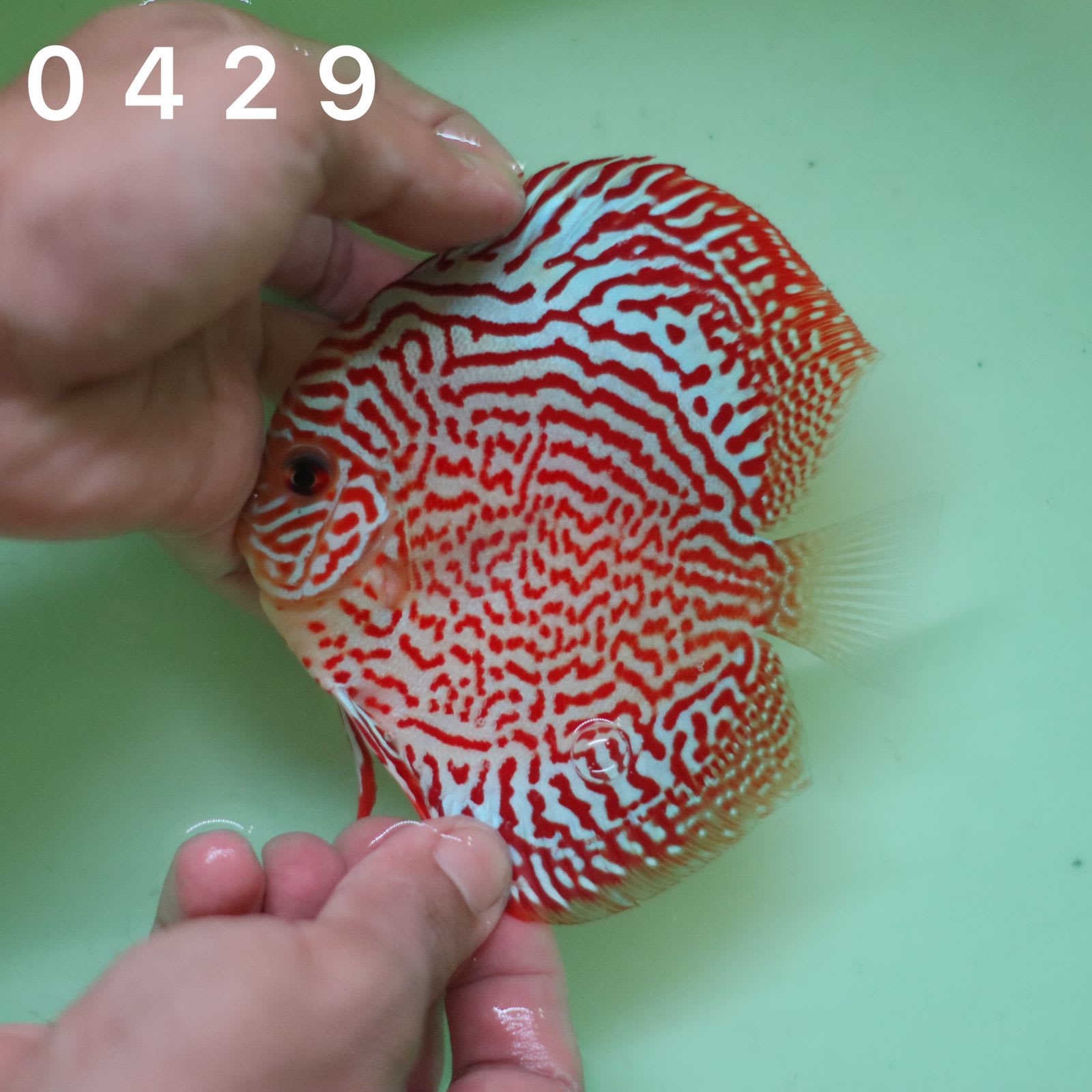 Leopard 8/9cm BO - OzDiscus