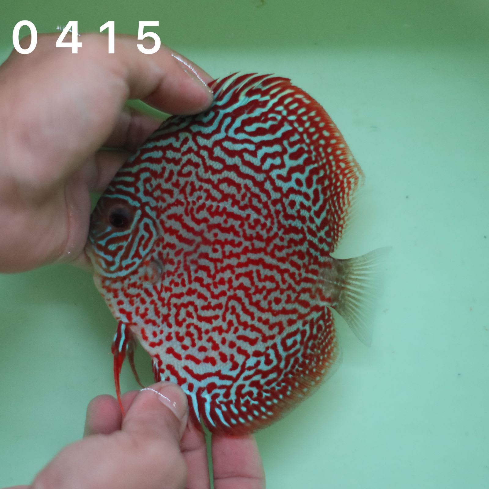 Leopard 11/12cm BO - OzDiscus