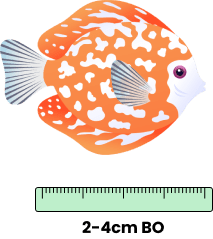 Discus Farms - OzDiscus