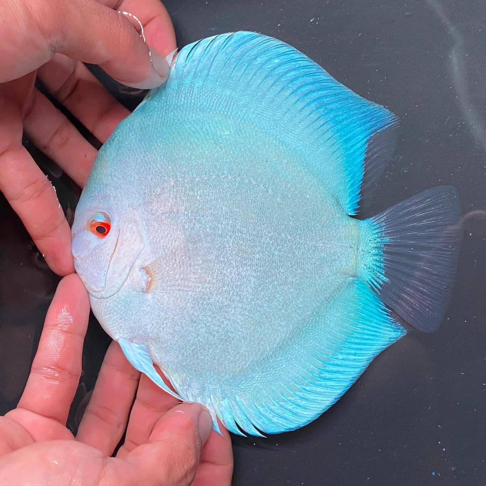 Mercury 12/13cm BO - OzDiscus