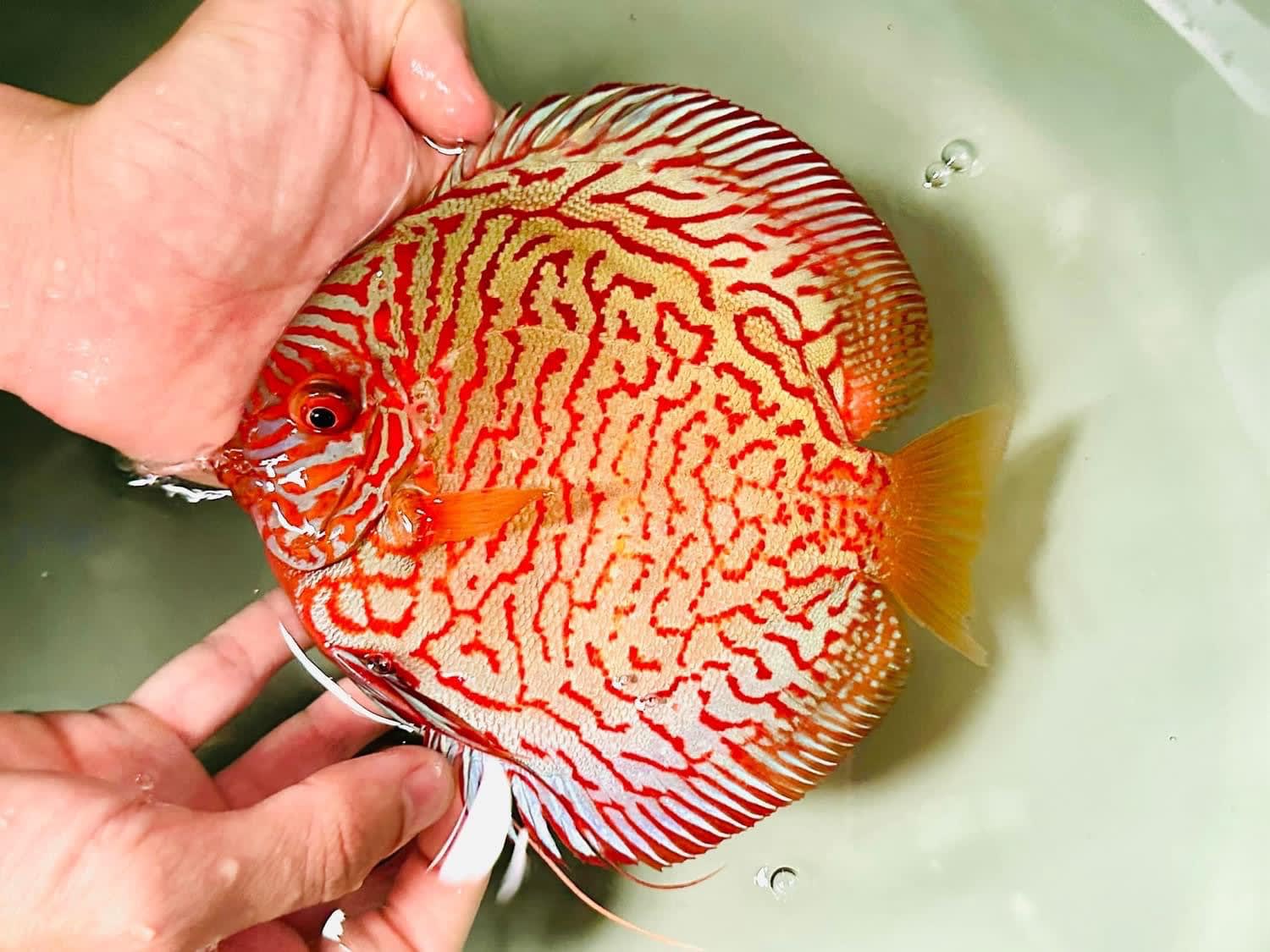 White Tiger 9/10cm BO - OzDiscus