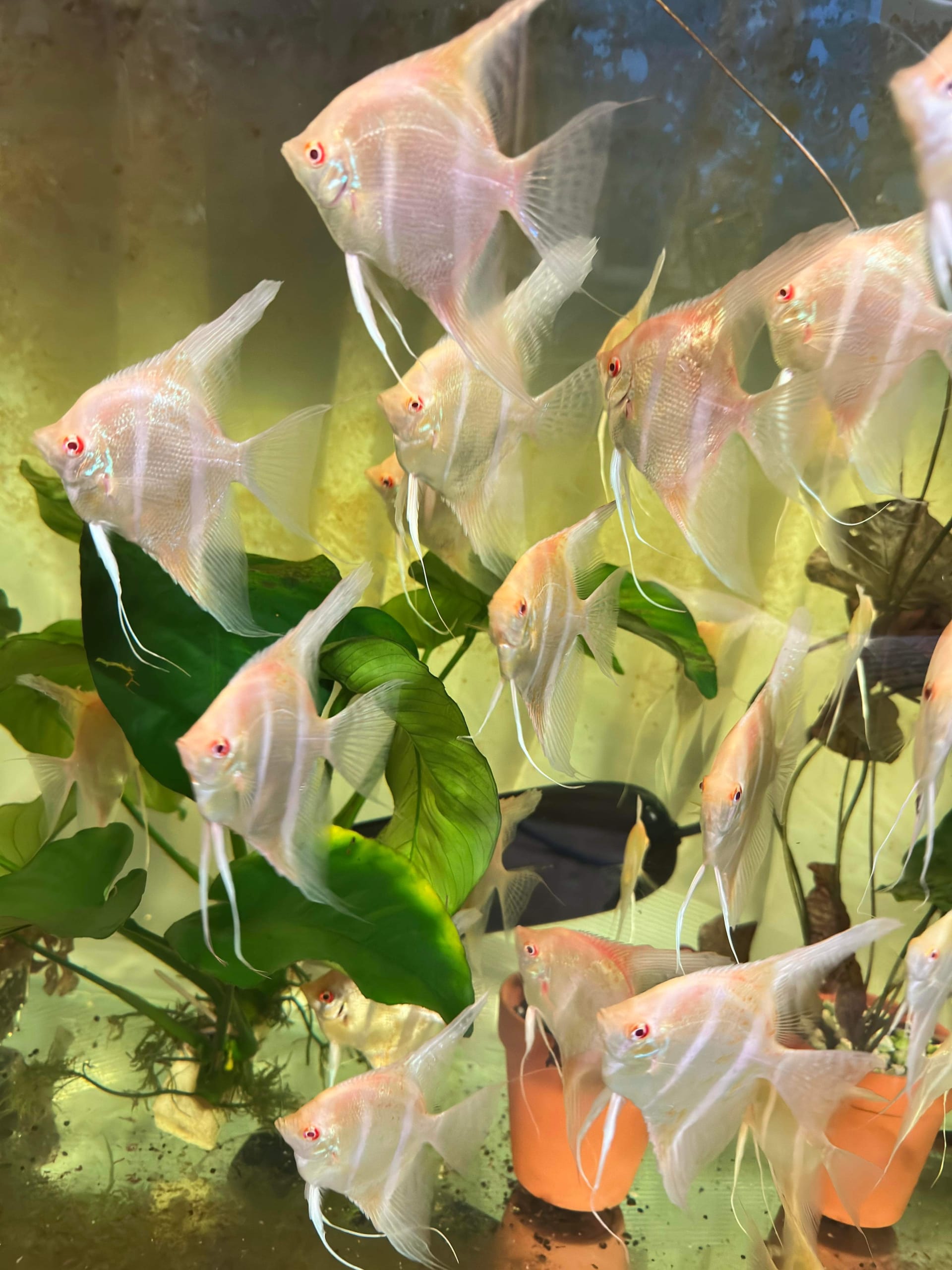 Freshwater angelfish for sale best sale online
