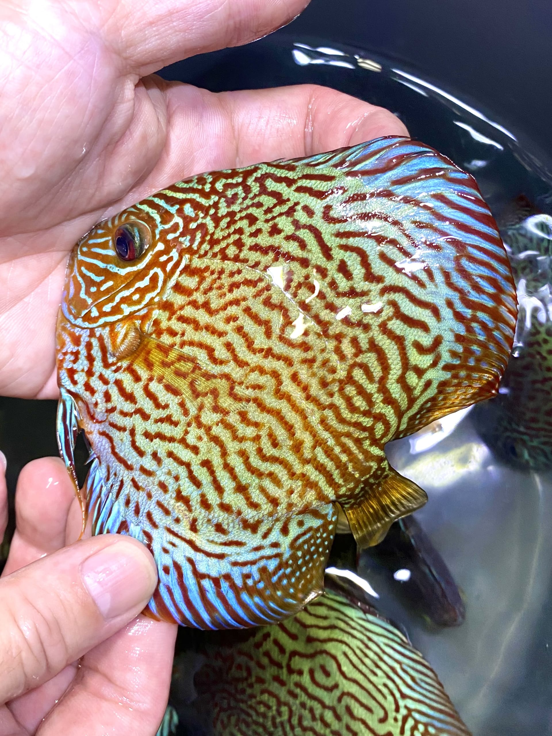 King Viper 11/12cm BO - OzDiscus