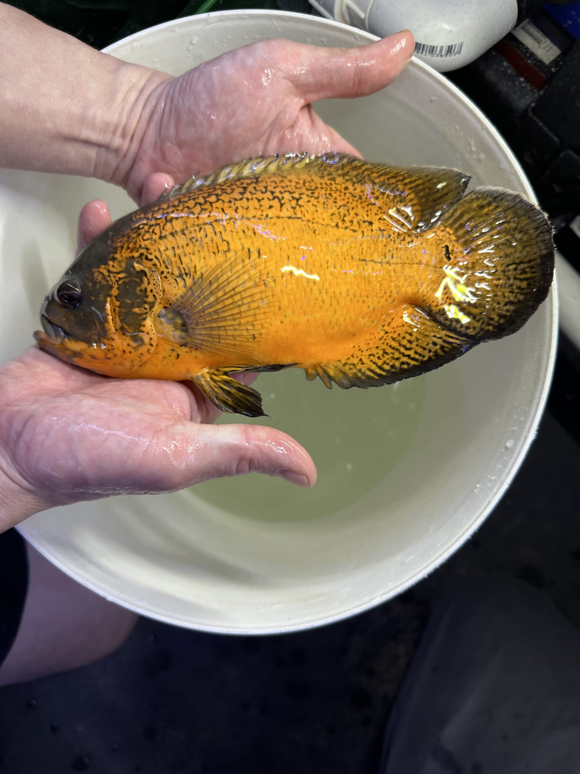 Copper Oscars 15/16cm OzDiscus