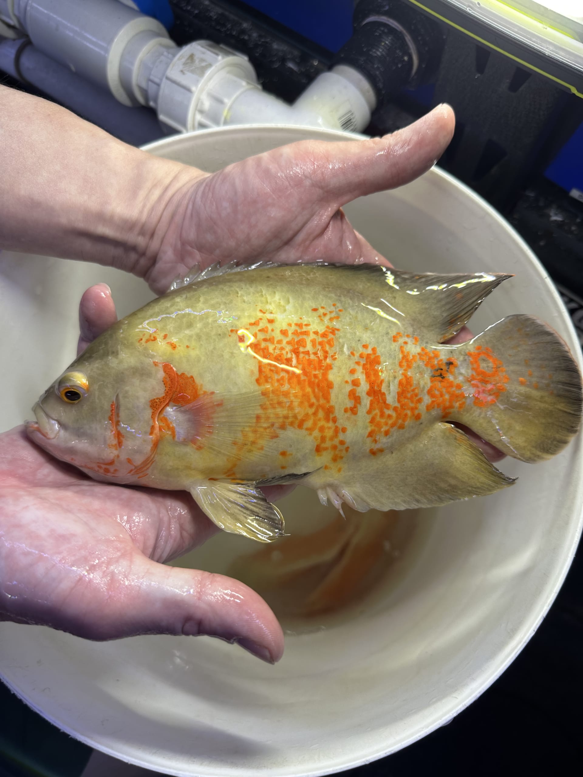 Albino Tiger Oscars 1820cm OzDiscus