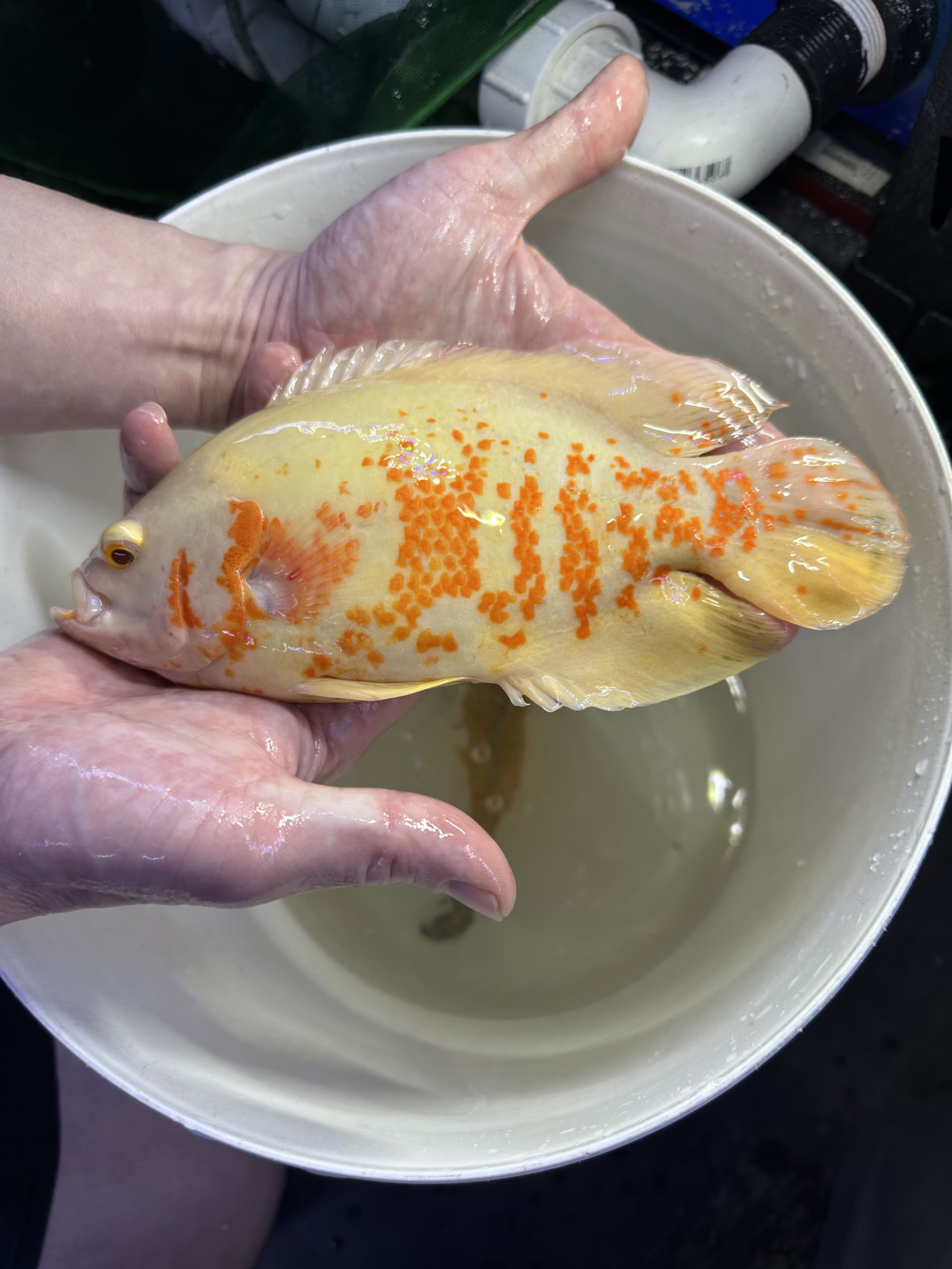 Albino Tiger Oscars 1820cm OzDiscus
