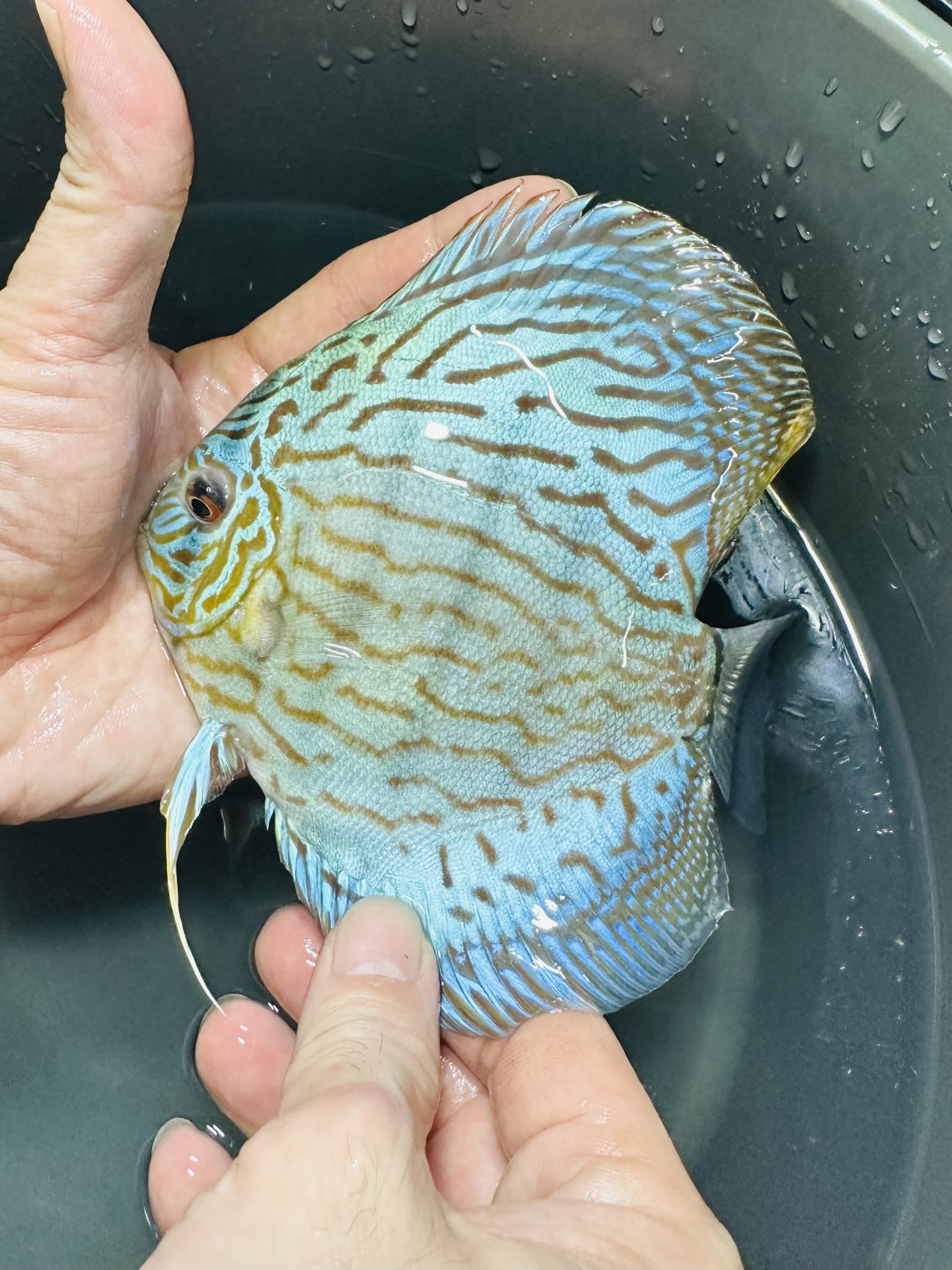 Blue Turquoise 13/14cm BO - OzDiscus