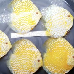 Discus Farms - OzDiscus