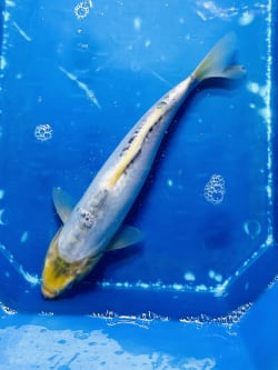 blueshusui-35cm-koi