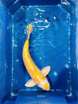 yamabuki-hariwake-35koi