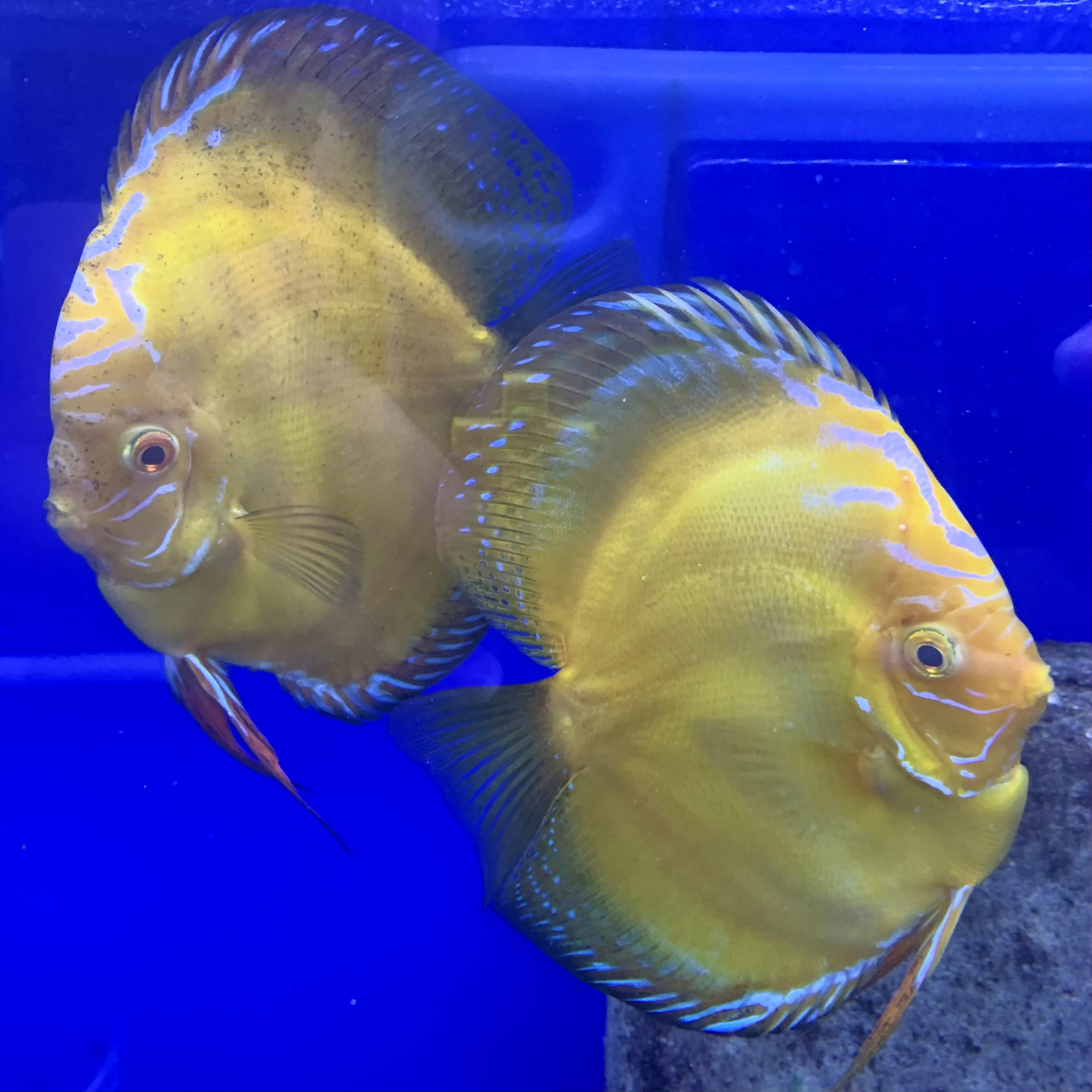 Yellow Stardust Pair - OzDiscus